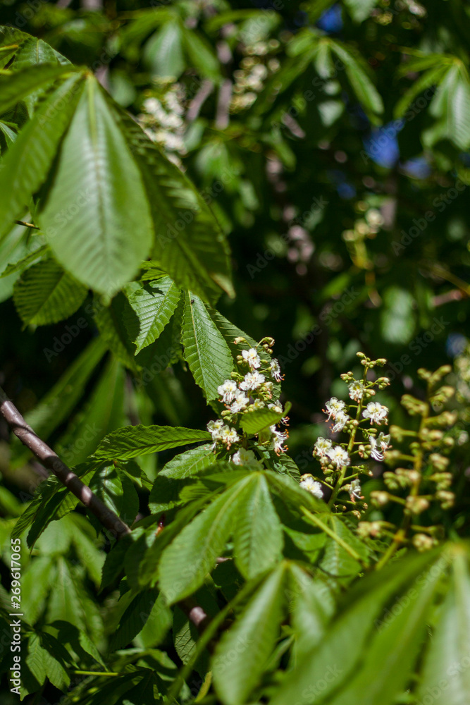 twigs with green young leaves and unblown flowers chestnut by the sun twigs with green young leaves and unblown flowers chestnut by the sun