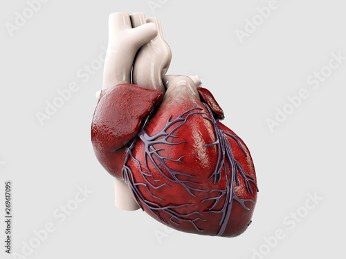 3d Illustration of Anatomy of Human Heart Isolated on gray