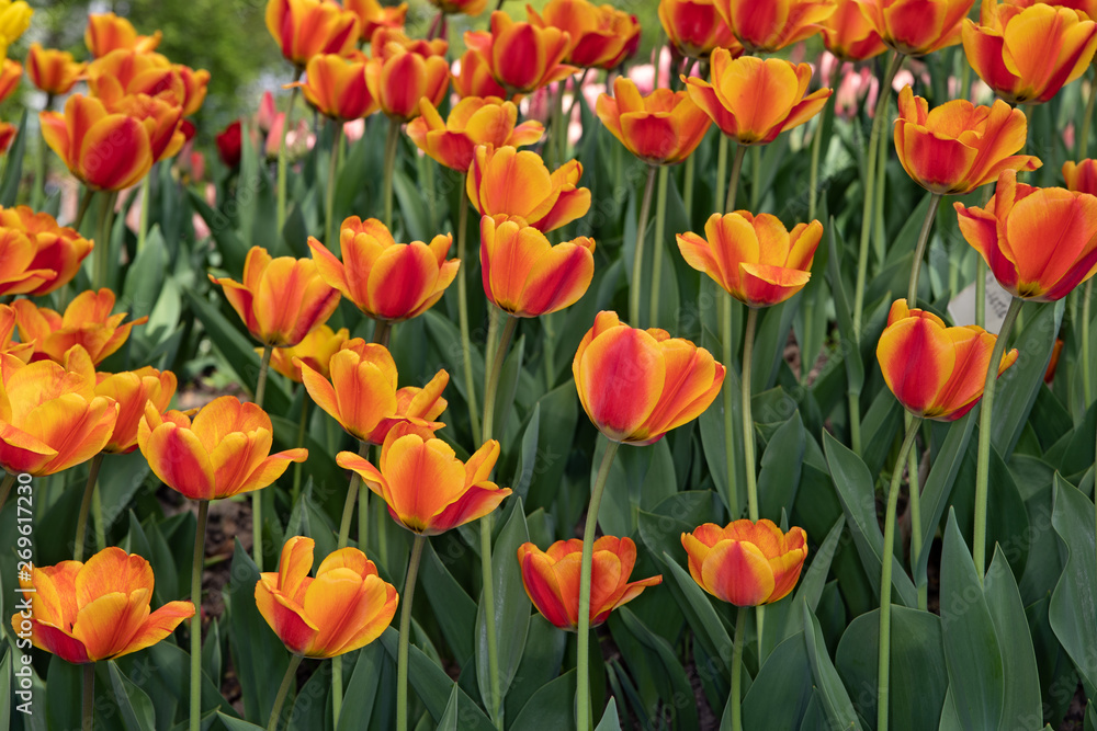 Many bright orange tulips in the Park on a Sunny day Many bright orange tulips in the Park on a Sunny day
