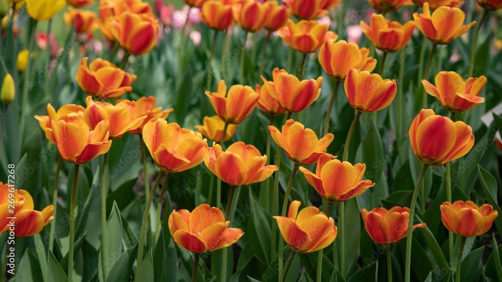 Many bright orange tulips in the Park on a Sunny day