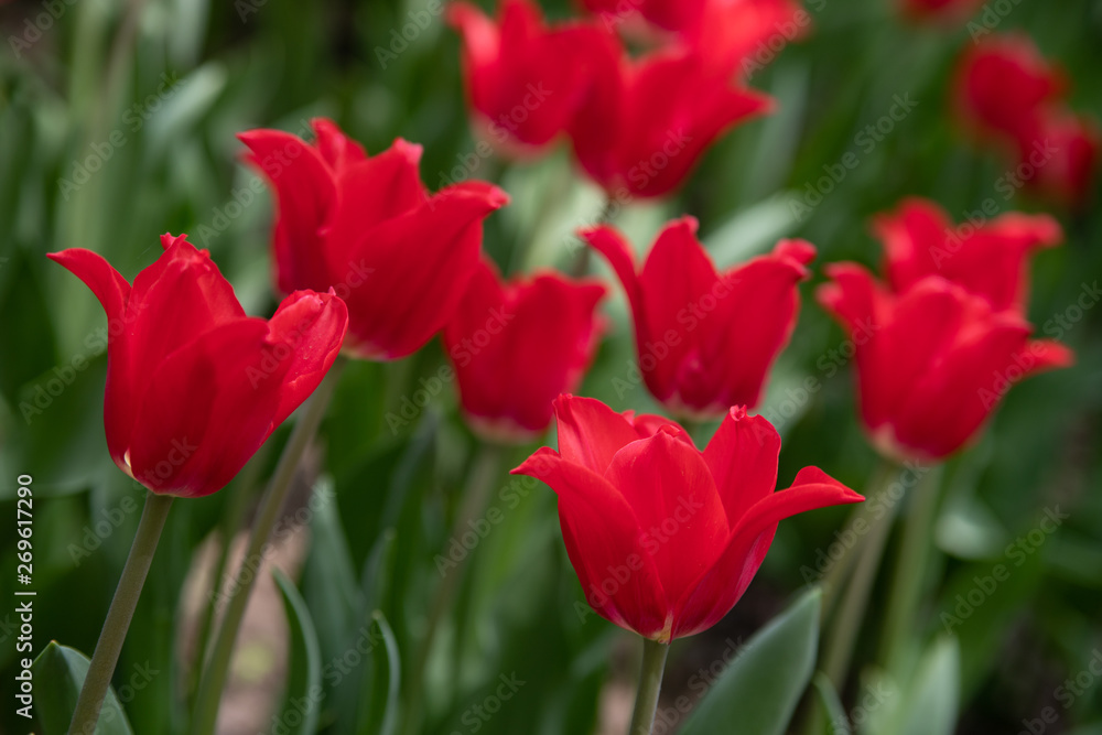 Fototapeta premium red tulips bloom on a Sunny day in the Park on a background of green leaves