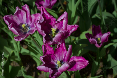 glade covered with many violet pink tulips