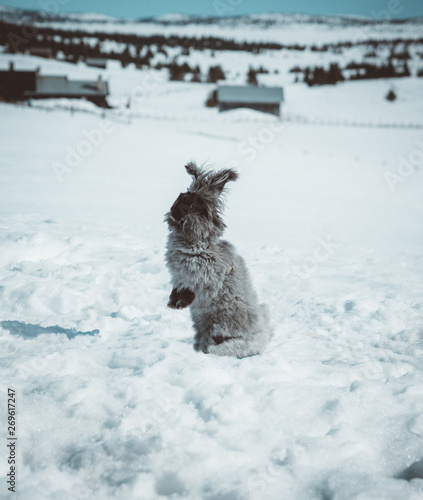 Cute angora bunny playing outdoor photo