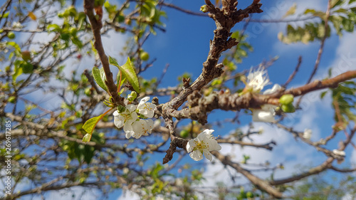 branch of a tree in spring © Tuktu