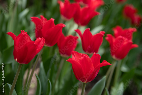 red tulips bloom on a Sunny day in the Park on a background of green leaves