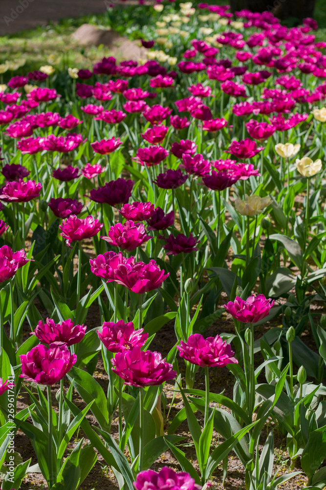 glade covered with many violet pink tulips