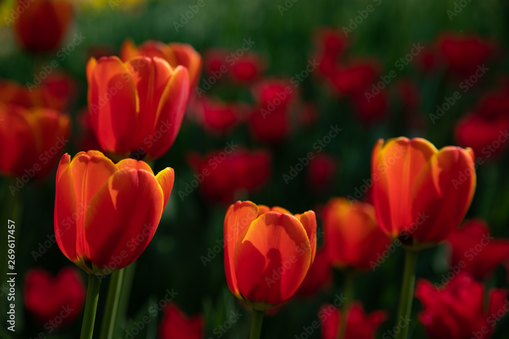 Fototapeta premium red tulips bloom on a Sunny day in the Park on a background of green leaves