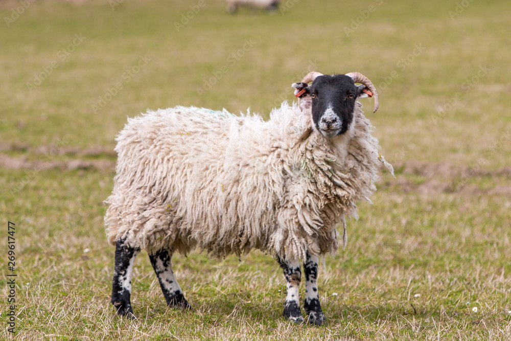 Obraz premium A Highland sheep with black a head in the Scottish Highlands 