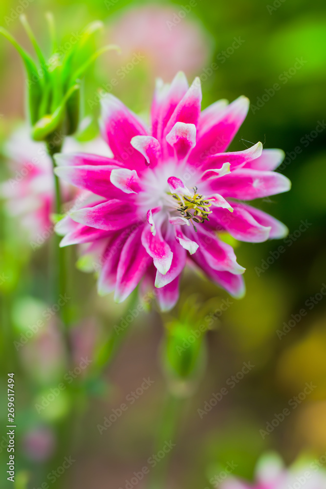 Obraz premium Beautiful double flowering pink colombine blossom.