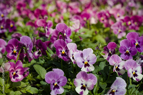 sunlit pansy flowers