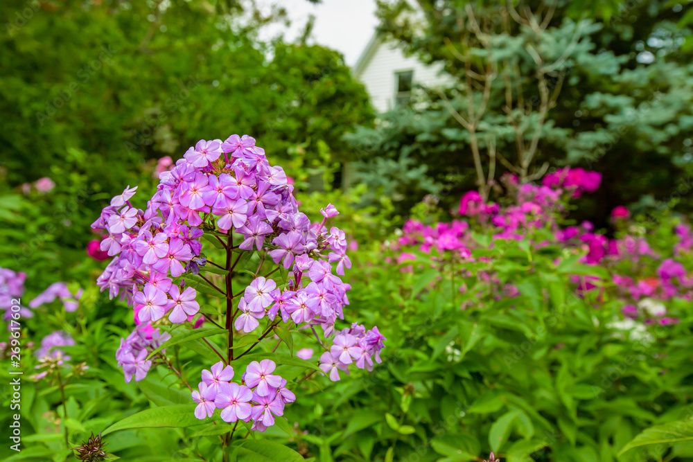 Tall garden phlox growing wild in an abandoned garden. Tall garden phlox growing wild in an abandoned garden.