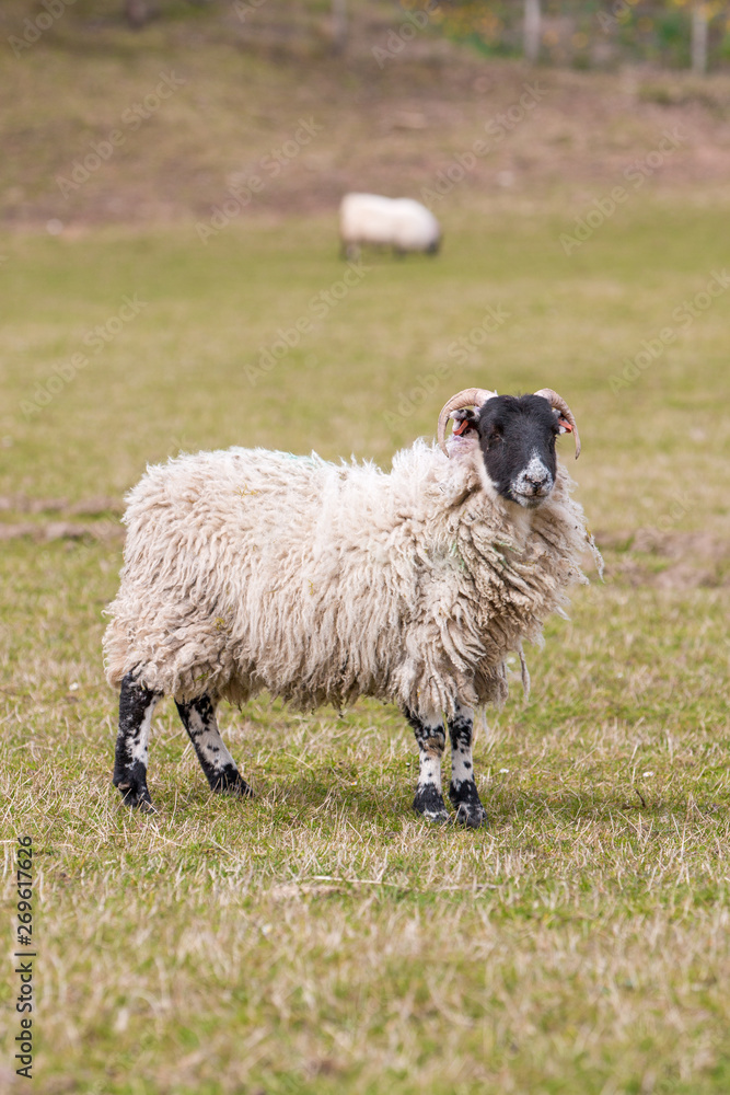 A Highland sheep with black a head in the Scottish Highlands A Highland sheep with black a head in the Scottish Highlands