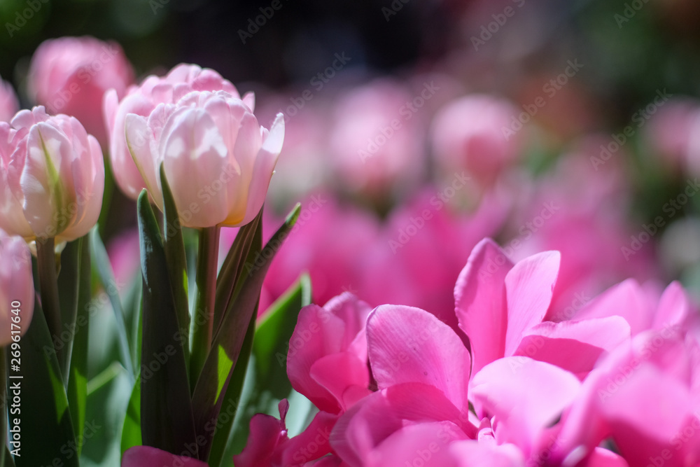 Fototapeta premium Pink Tulips & Pink Flowers