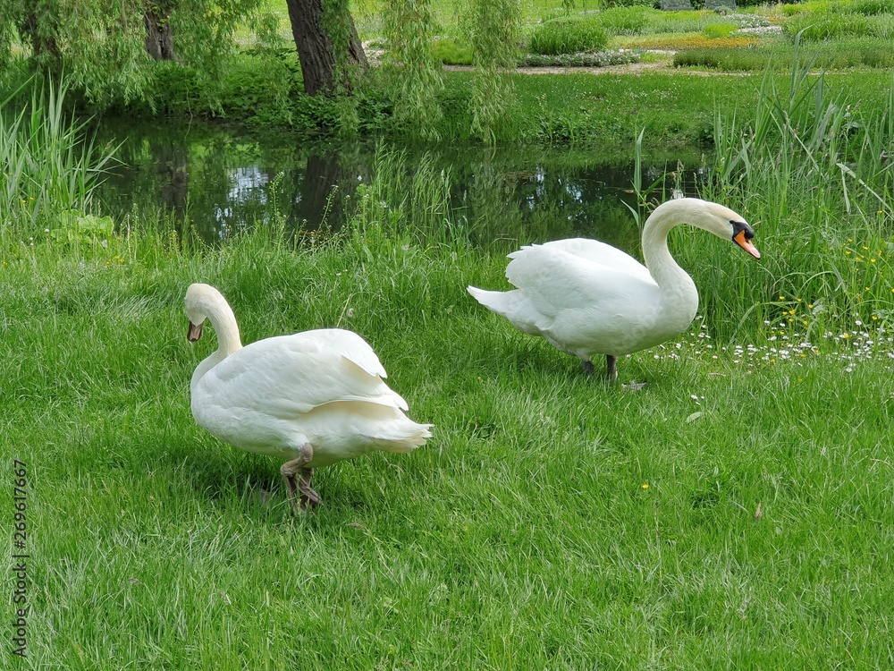 Two white swans heart water scene. White swans love scene. True love two swans. White swan love view Two white swans heart water scene. White swans love scene. True love two swans. White swan love view