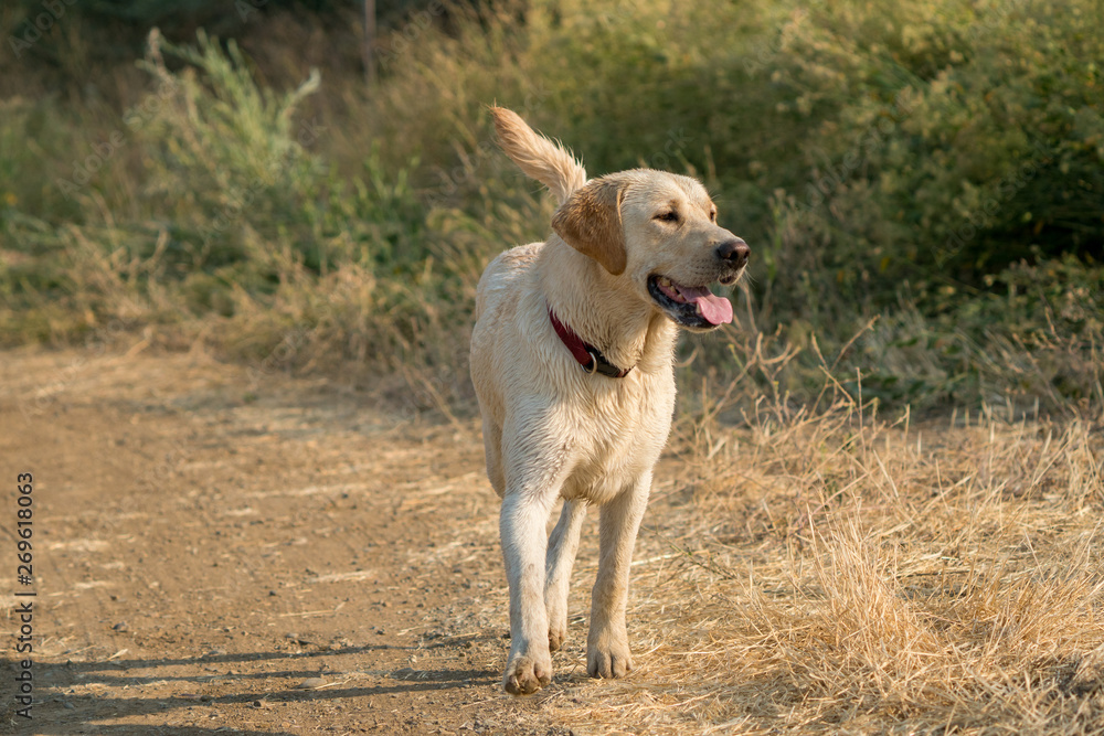 Yellow Labrador Retriever dog running along ditch Yellow Labrador Retriever dog running along ditch