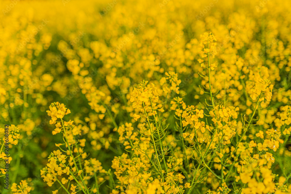 yellow oilseed field agriculture business