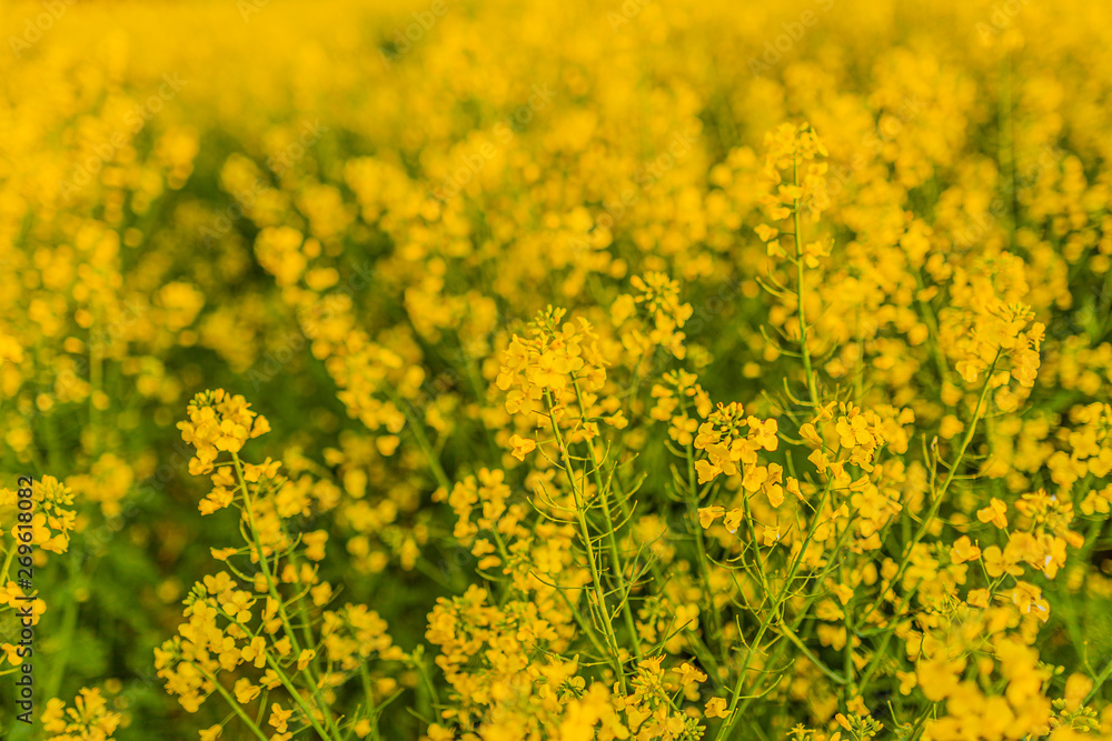 yellow oilseed field agriculture business yellow oilseed field agriculture business