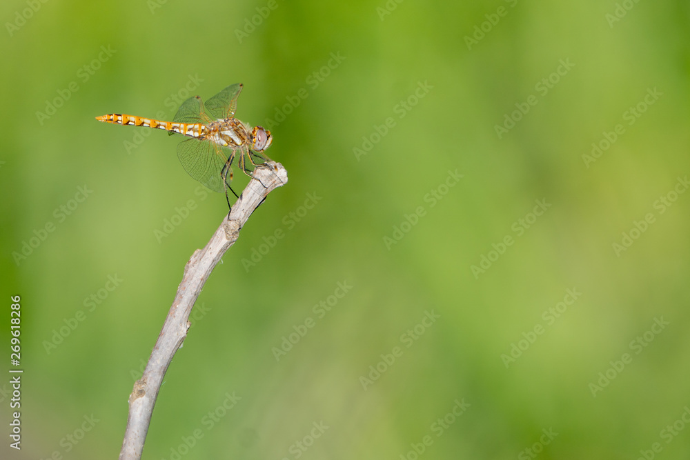 Orange yellow dragonfly clinging to a small twig.