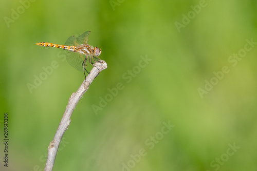 Orange yellow dragonfly clinging to a small twig.
