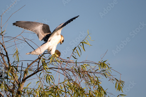 white tailed kite with prey in its talons