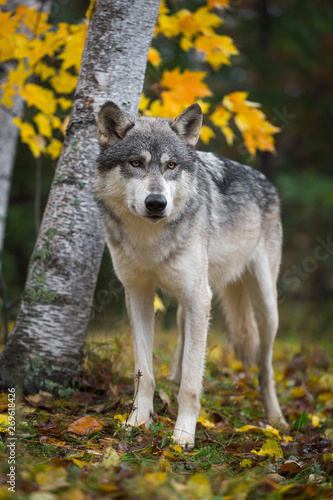 Grey Wolf (Canis lupus) Stands in Front of Birch Trees Autumn