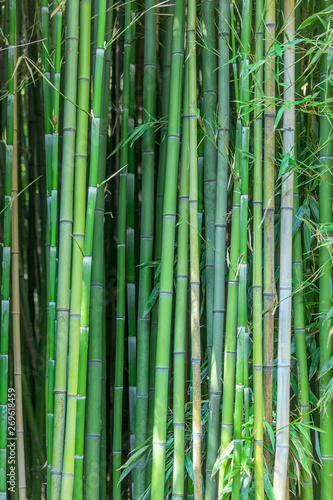 Fototapeta Naklejka Na Ścianę i Meble -  Grove of green bamboo trees