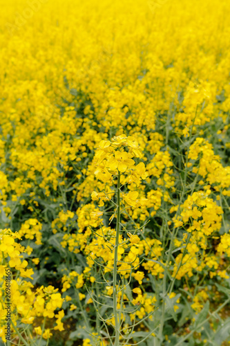 yellow oilseed field agriculture business © volf anders