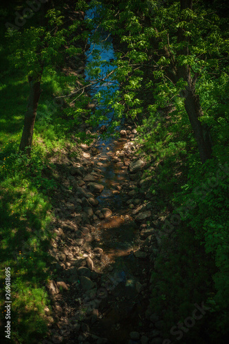 stream in the forest in summer