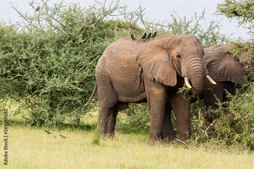 African Elephant African Elephant