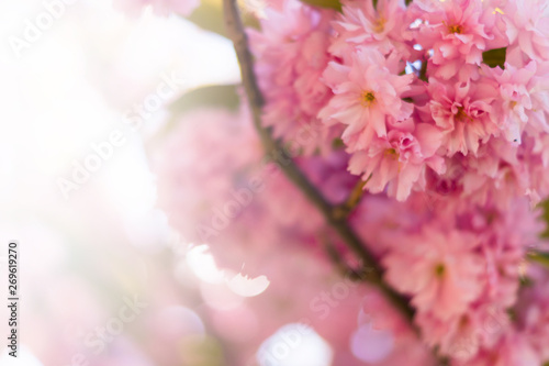 Cherry Blossom soft Focus © timyee
