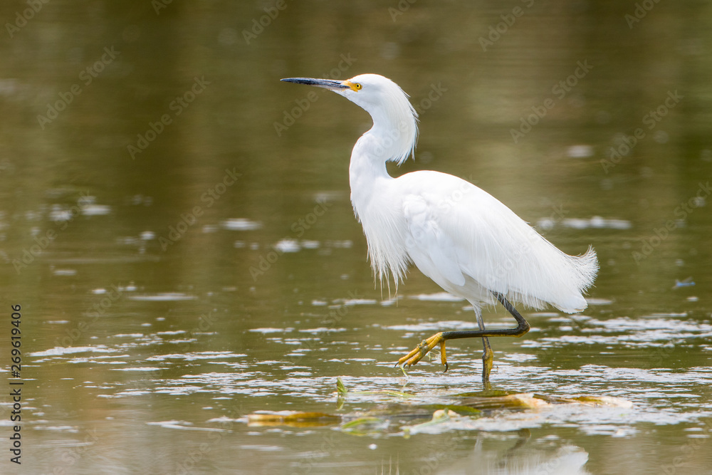 Snowy Egret wading through the wetland water Snowy Egret wading through the wetland water