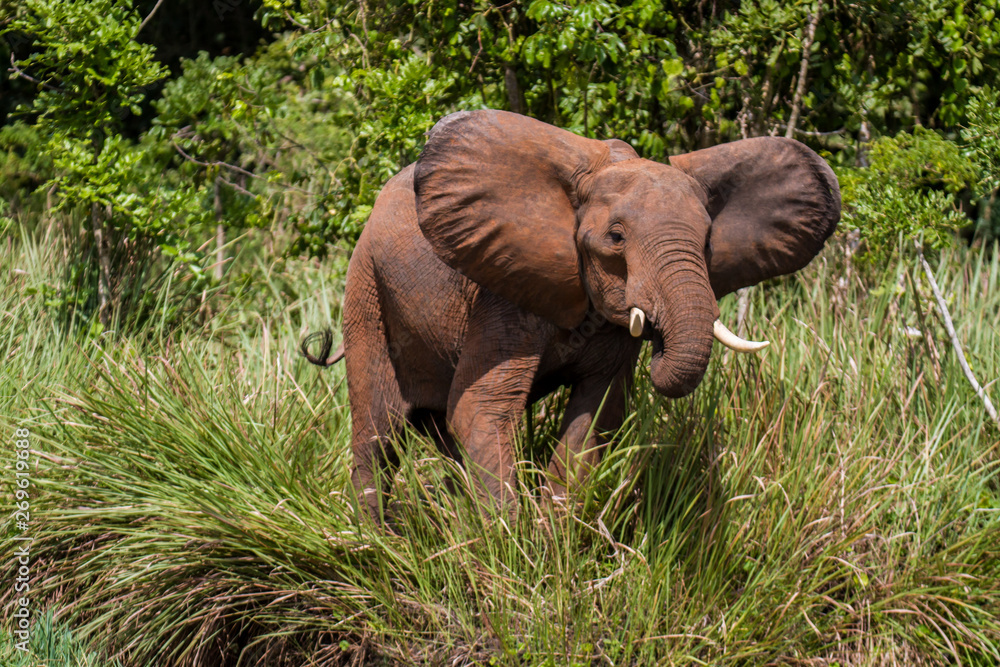 Fototapeta premium African Elephant