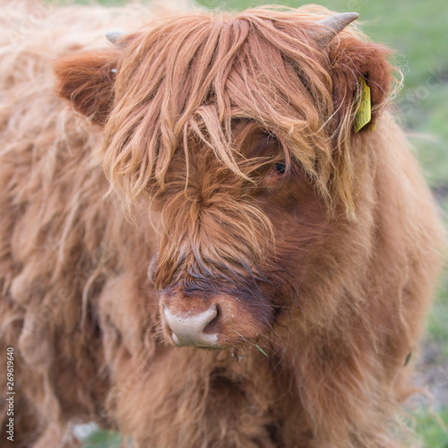A Highland cattle calf in the Scottish Highlands (Bò Ghàidhealach; Heilan coo)
