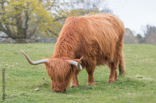 A Highland cattle in the Scottish Highlands (Bò Ghàidhealach; Heilan coo)
