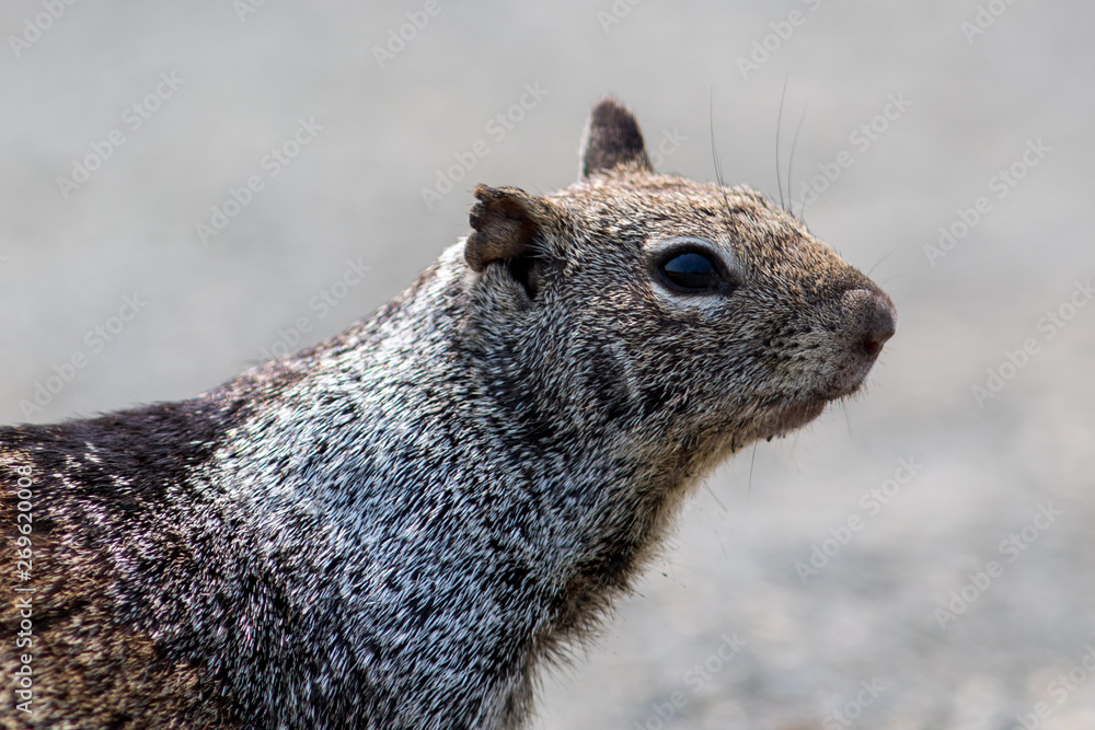 Naklejka premium ground squirrel with notched ear
