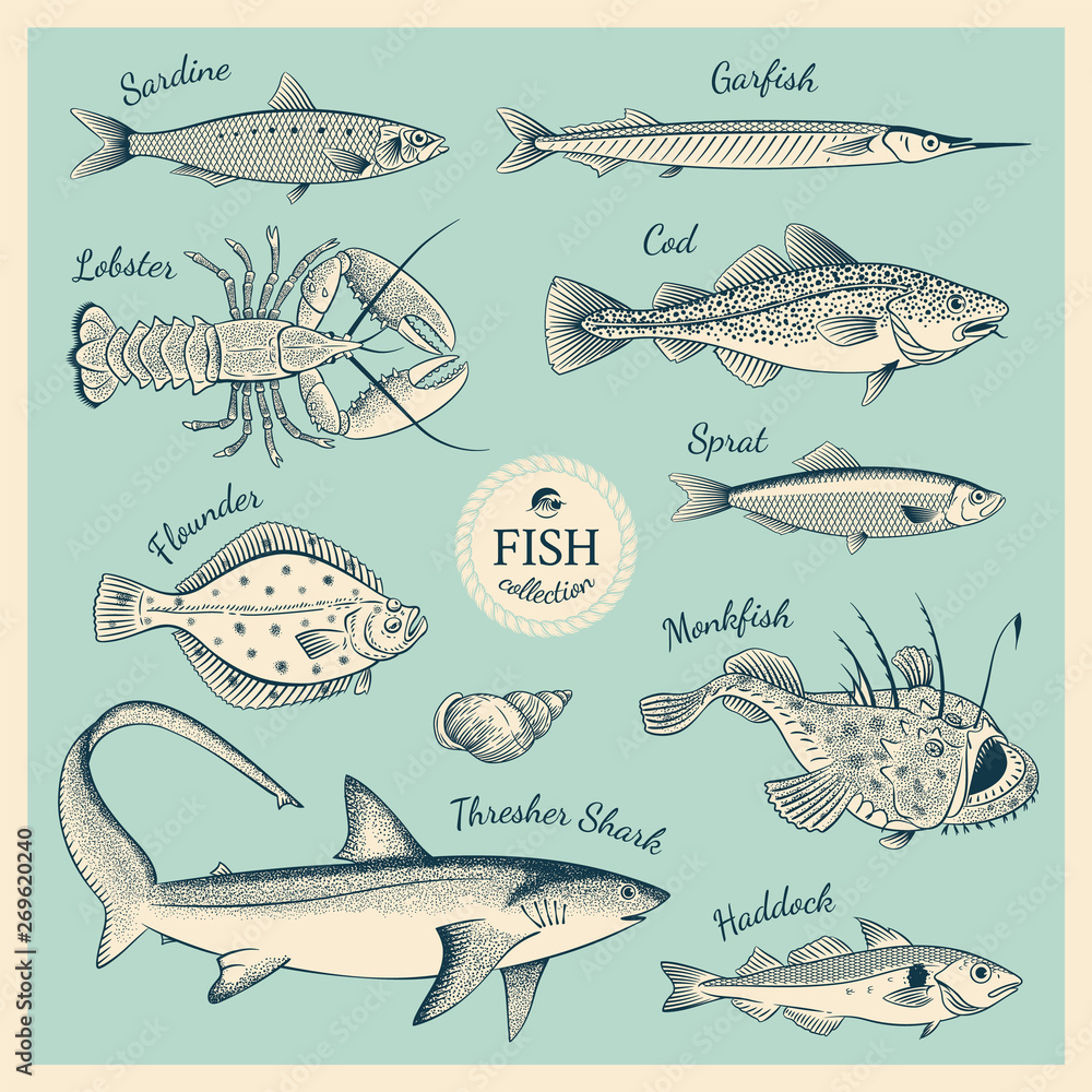 Fotografie Vintage fish illustration set