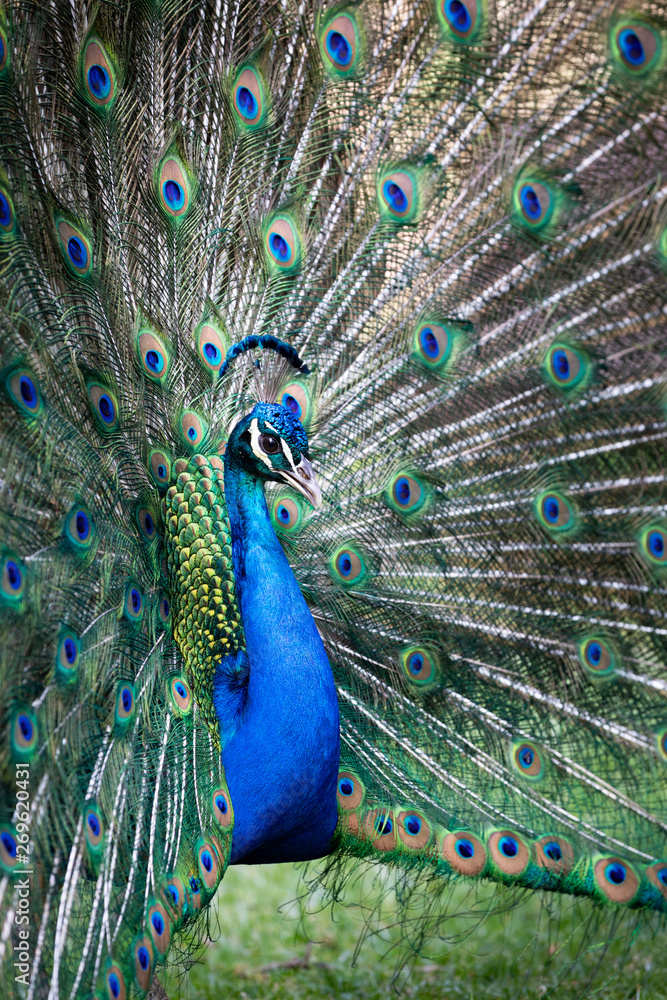 Obraz premium Peacock with all its colors