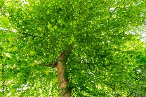 Wall Mural Tree Crown Sunshine