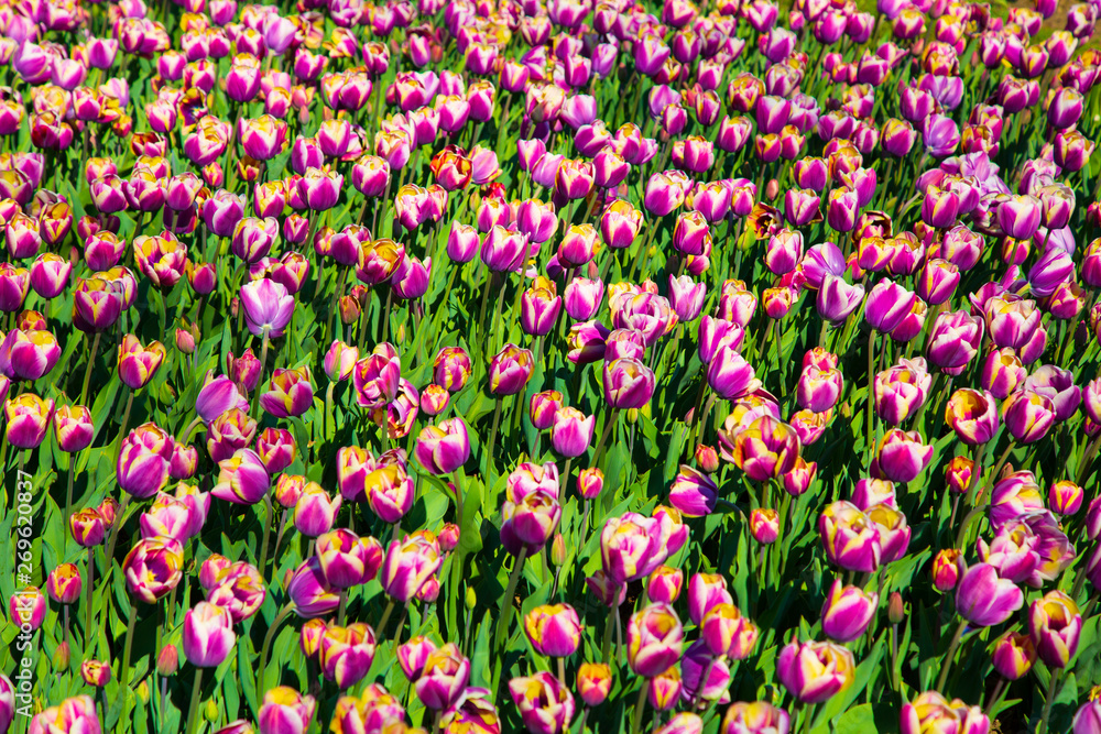 Purple and white spring tulips blooming in a garden