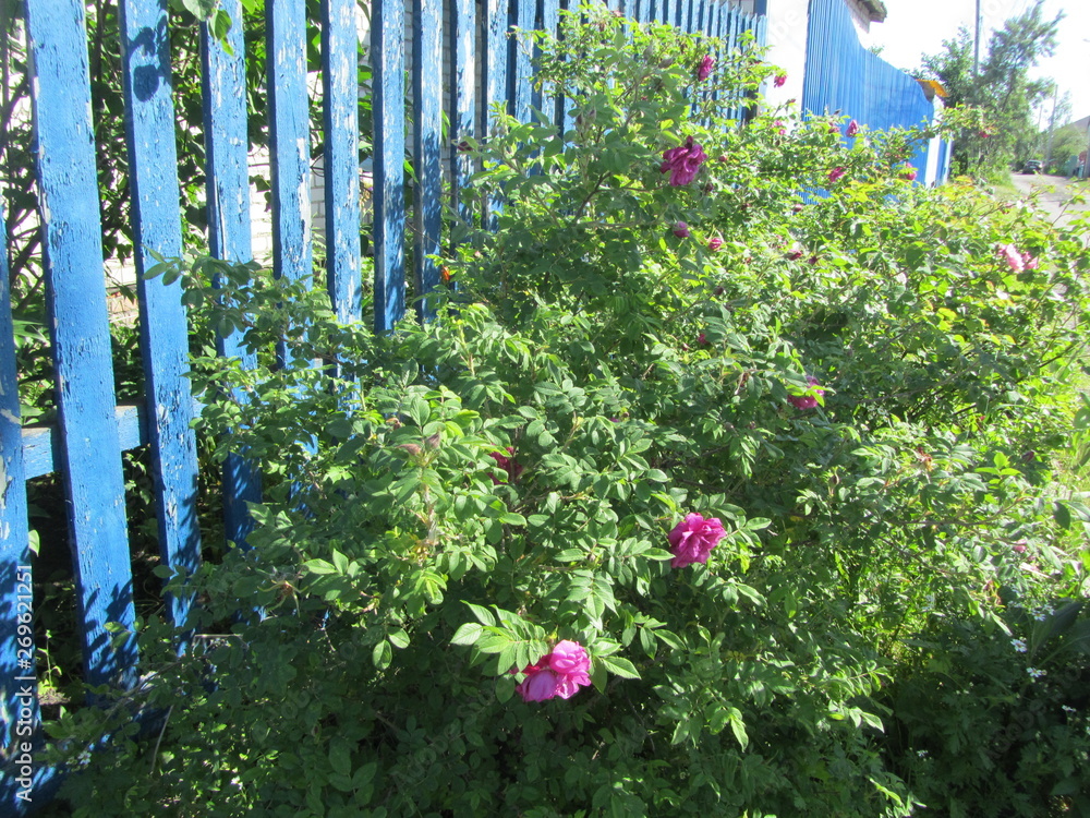 Obraz premium flowers in the garden