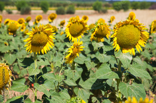 Bright sunflowers on a sunset in the countryside