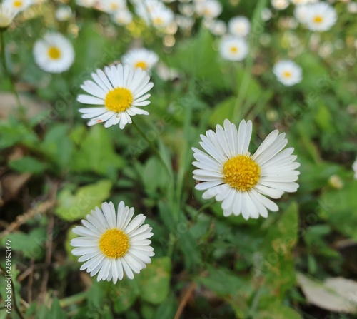 field of daisies