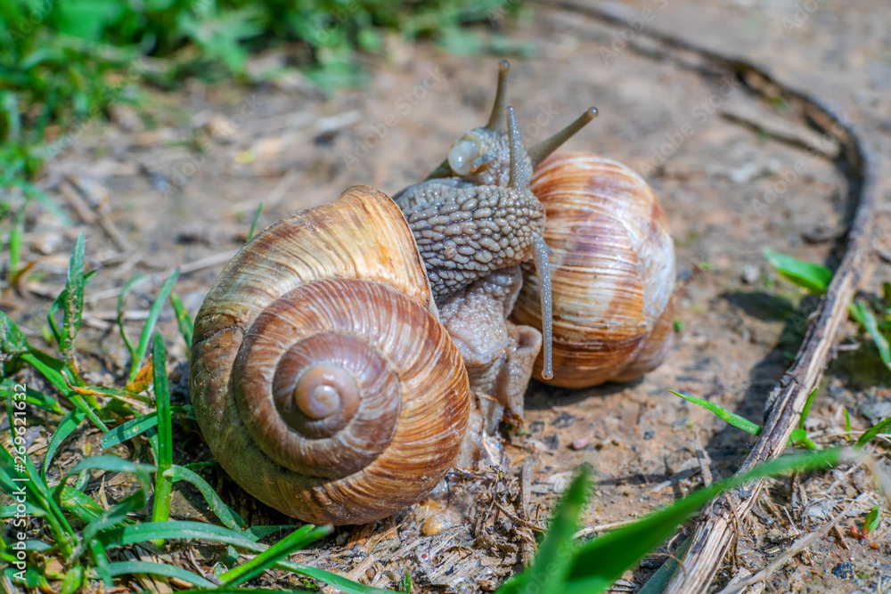 Two snails on the ground among the grass interact with each other. Animal world of nature Two snails on the ground among the grass interact with each other. Animal world of nature