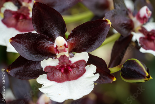 Orchid Colmanara Tropic black pearl photo