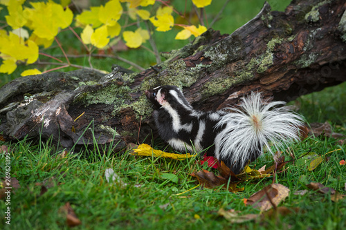 Eastern Spotted Skunk (Spilogale putorius) Steps Up on Log Autumn