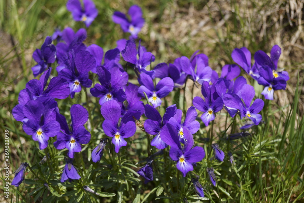 Wild flowers - Johnny Jump up, heartsease - Viola declinata 