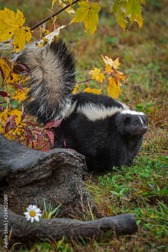 Striped Skunk (Mephitis mephitis) Stands Tail Up Near Log Autumn