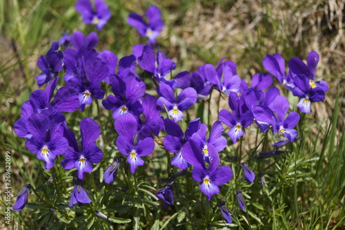 Wild flowers - Johnny Jump up  heartsease - Viola declinata 