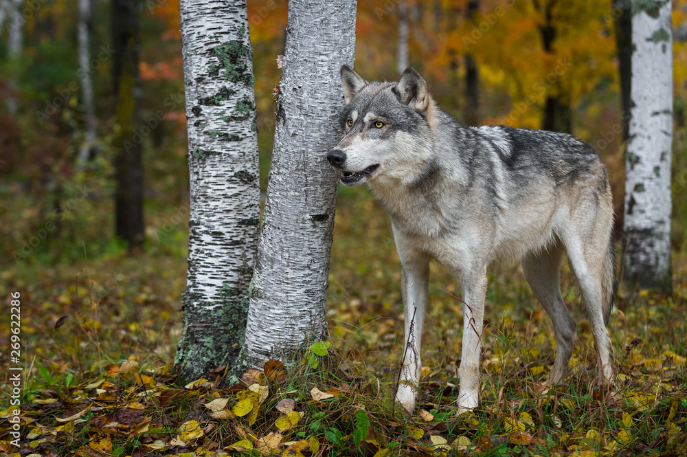 Grey Wolf (Canis lupus) Stands Near Birch Trees in Forest Autumn