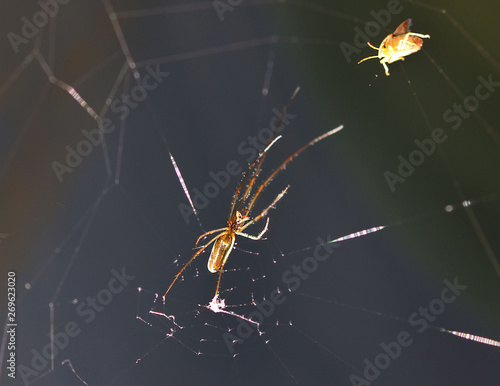 Wallpaper Mural spider on a web Torontodigital.ca